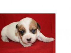Fotos de perros